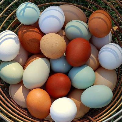 Ob 94b645 oeufs de toutes les couleurs photo fb