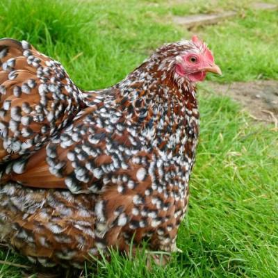 Poule bantam de pekin mille fleur 5 mois 1